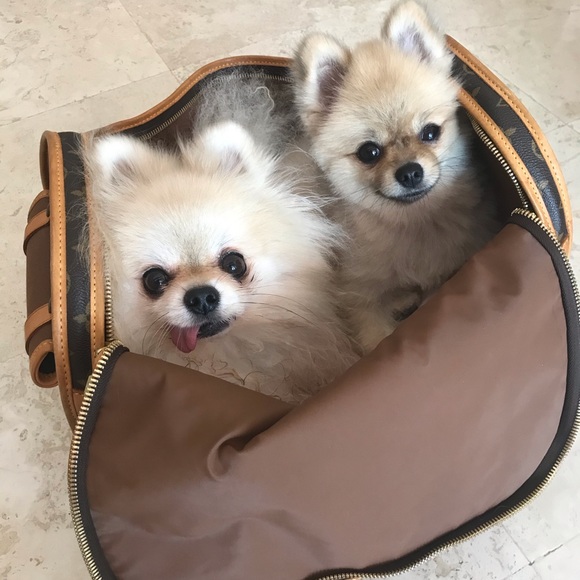 🐕🦺Louis Vuitton Pet Carrier 🐕🦺 - Picture 3 of 12